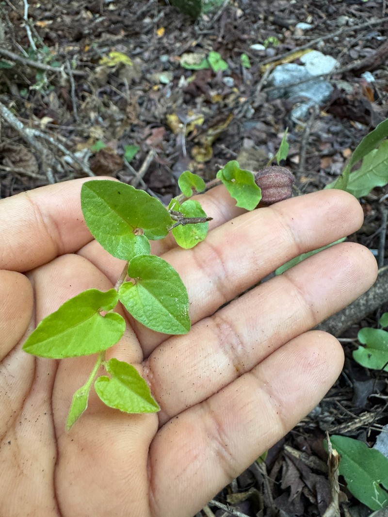 Aristolochia tresmariae