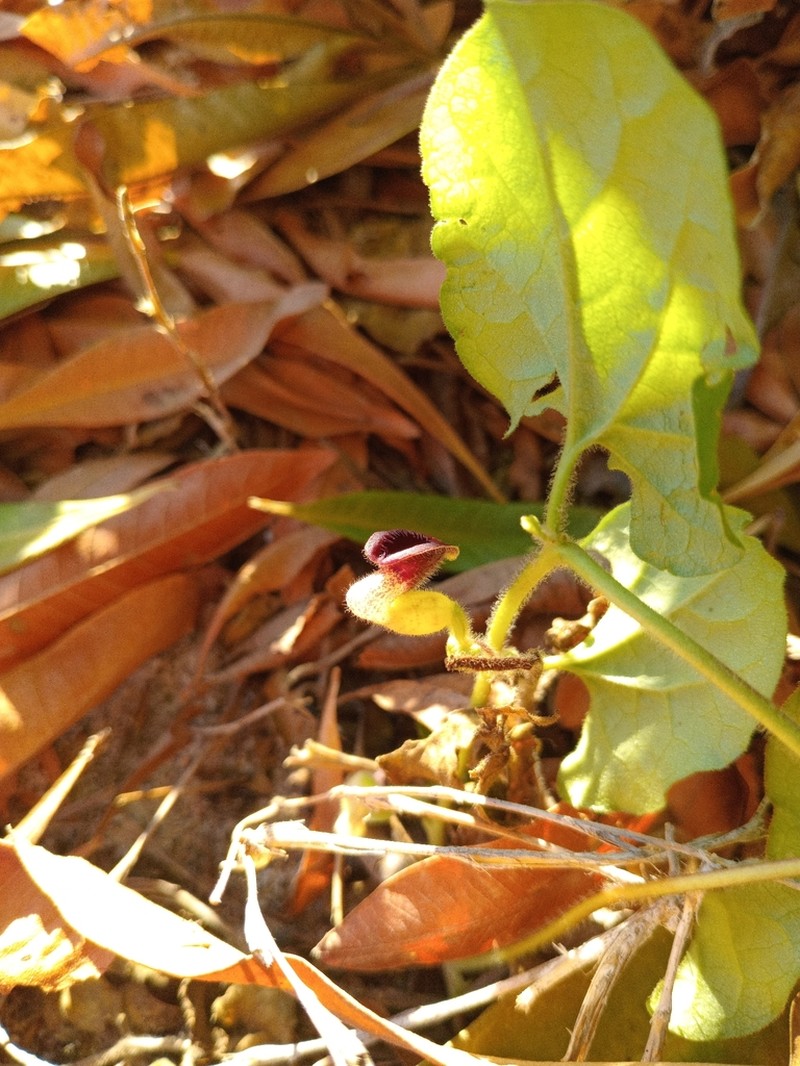 Aristolochia tresmariae photo 2