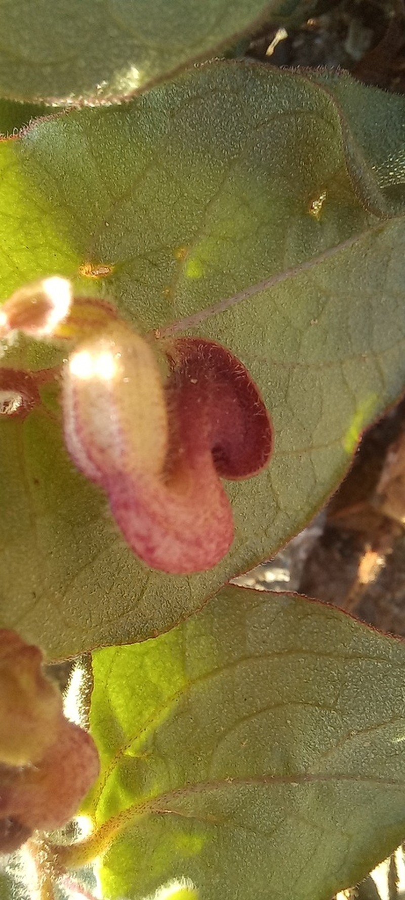 Aristolochia tresmariae photo 3