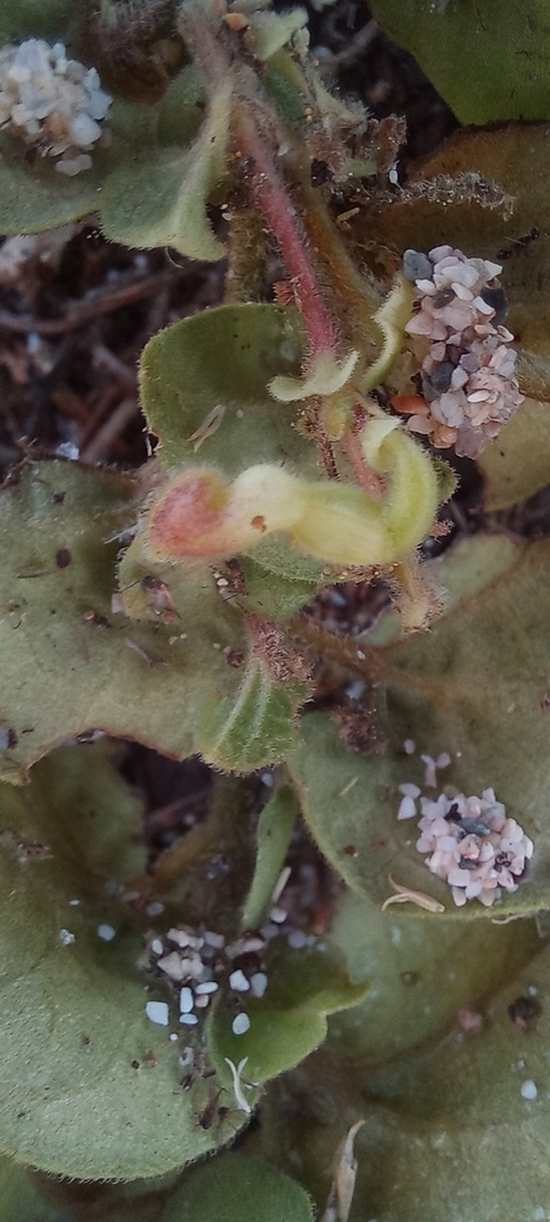 Aristolochia tresmariae photo 4