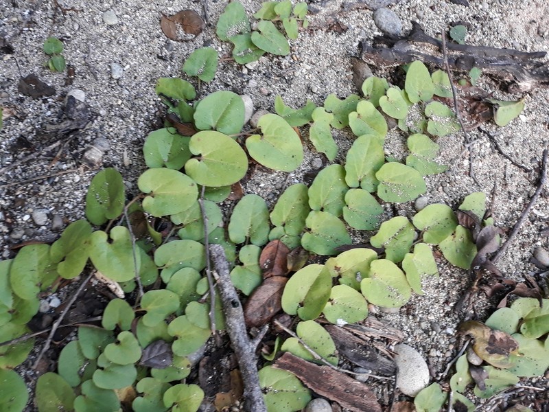 Aristolochia tresmariae photo 5