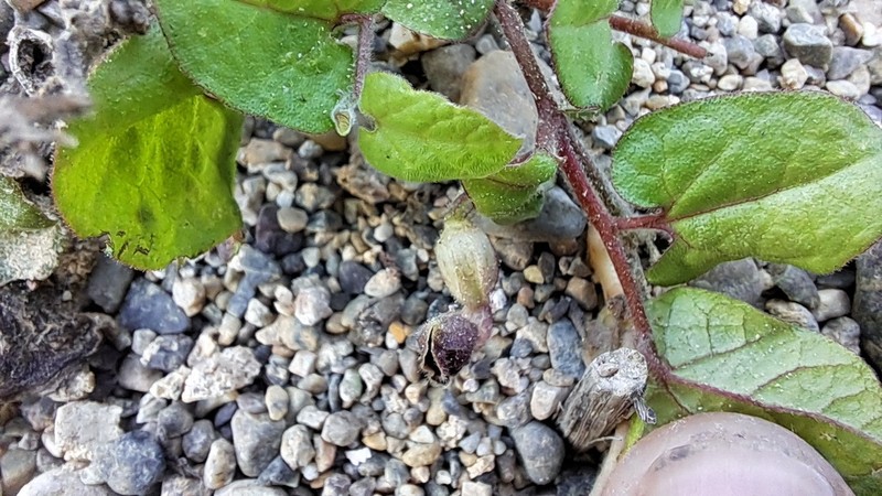 Aristolochia tresmariae photo 6