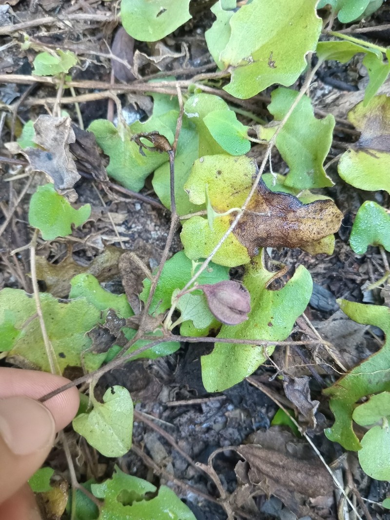 Aristolochia tresmariae photo 8