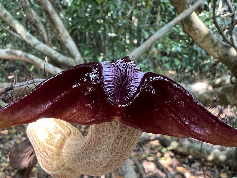 Aristolochia triactina