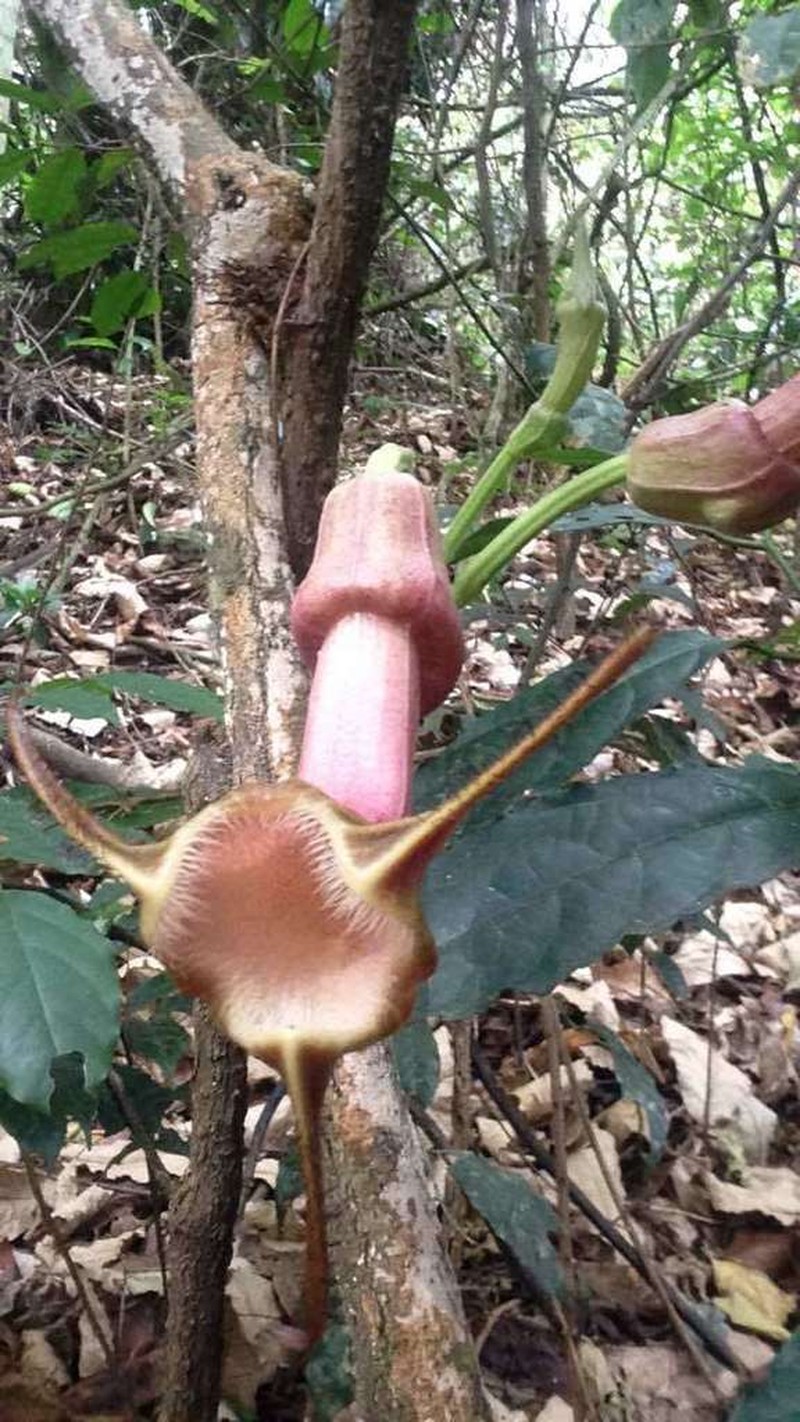 Aristolochia triactina photo 2