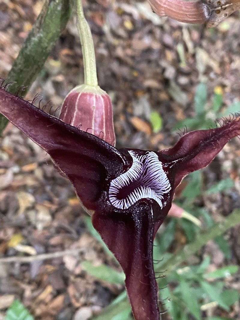 Aristolochia triactina photo 3