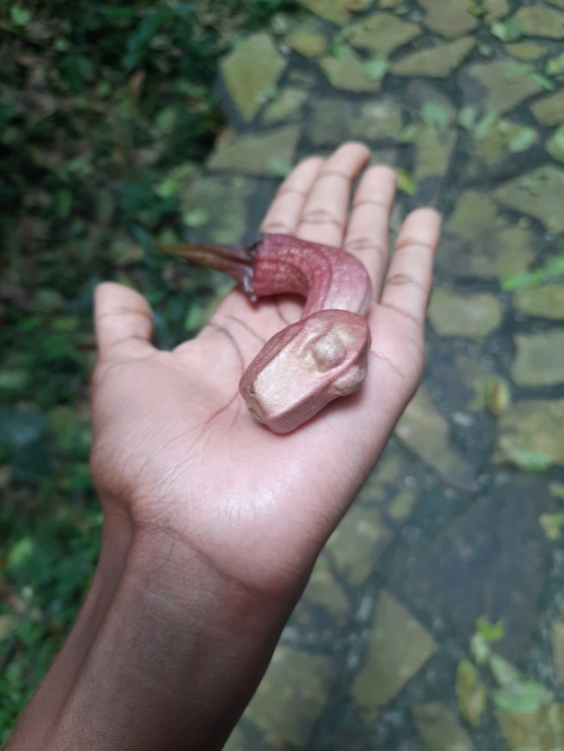 Aristolochia triactina photo 4