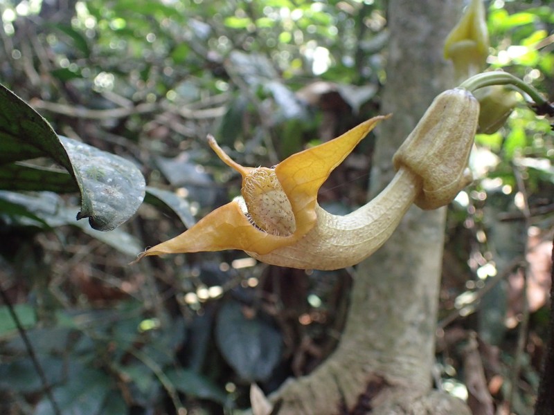 Aristolochia triactina photo 5