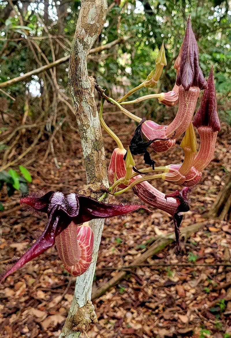 Aristolochia triactina photo 6
