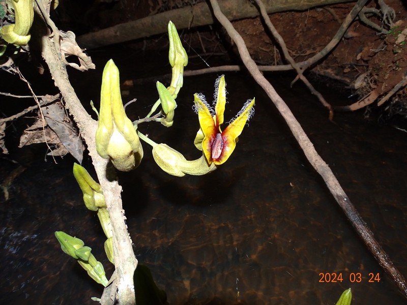 Aristolochia triactina photo 7