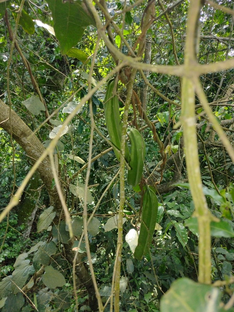 Aristolochia triactina photo 8