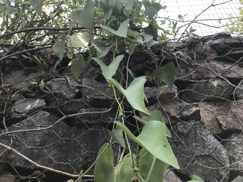 Aristolochia triangularis