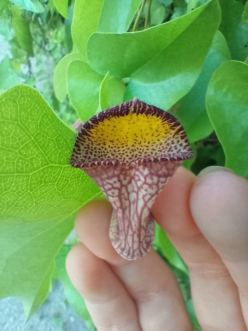 Aristolochia triangularis photo 2