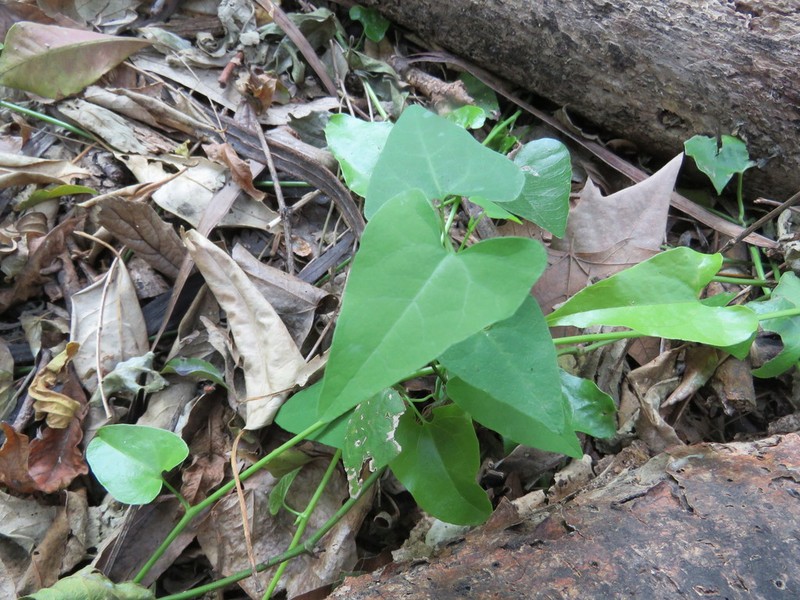 Aristolochia triangularis photo 3