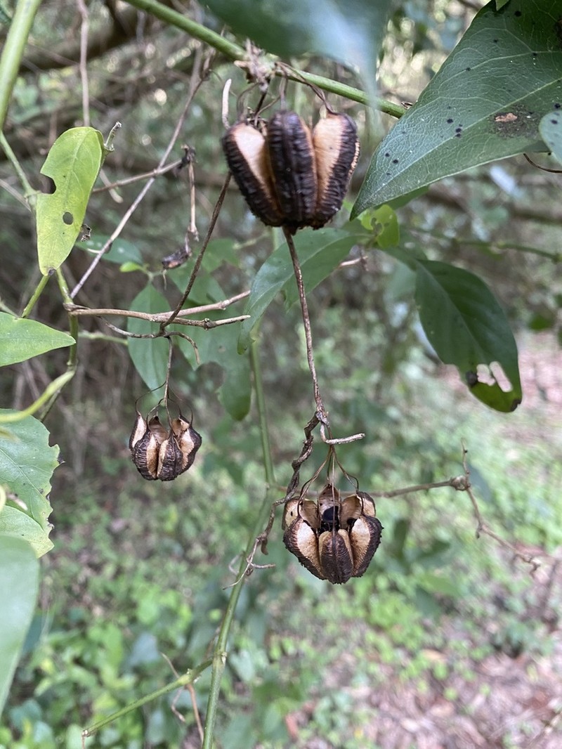 Aristolochia triangularis photo 6