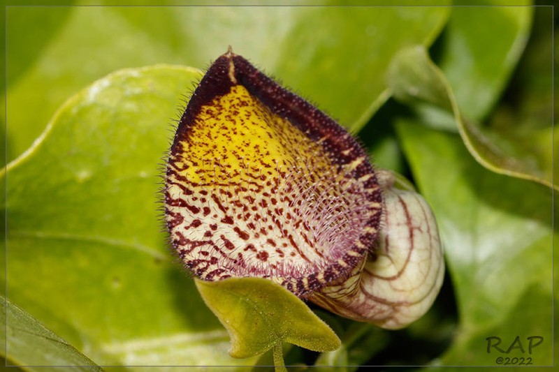 Aristolochia triangularis photo 7