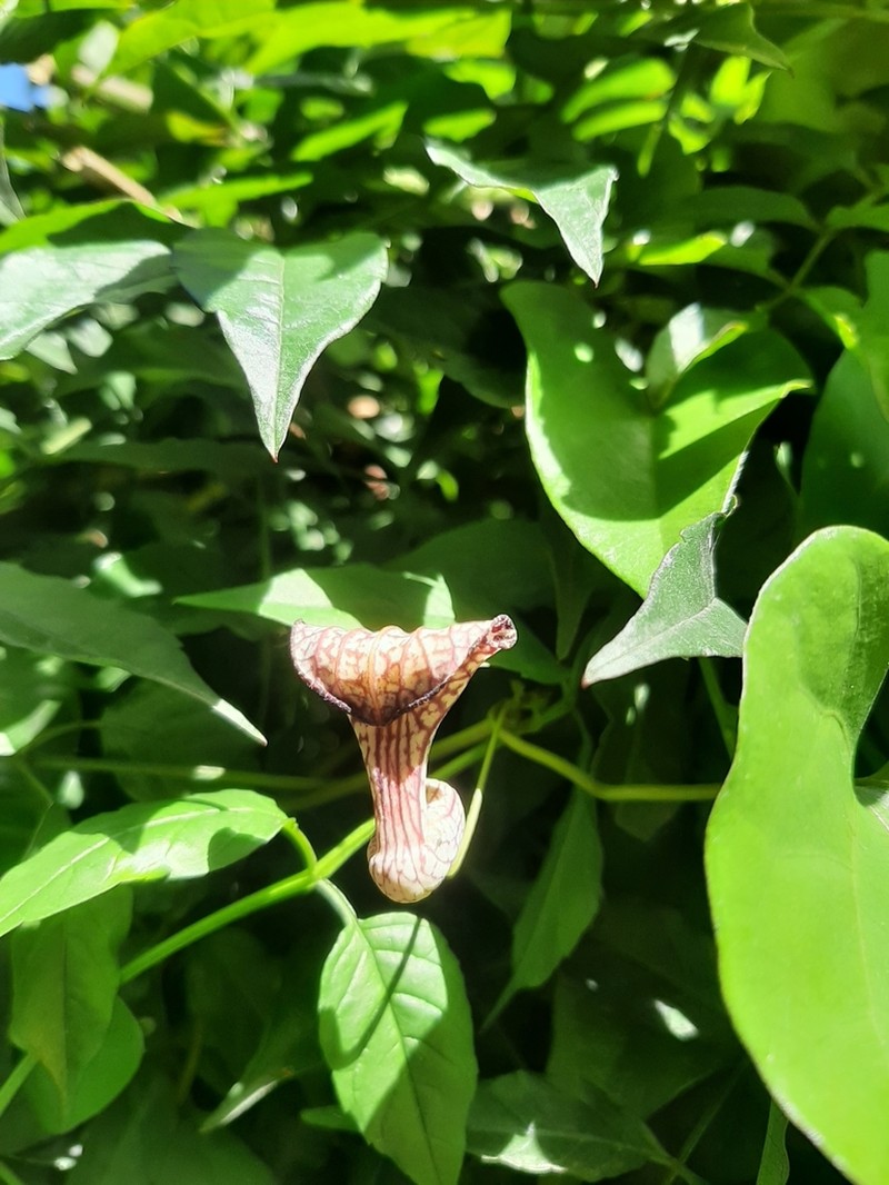 Aristolochia triangularis photo 8
