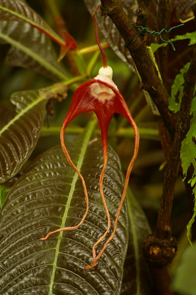 Aristolochia tricaudata