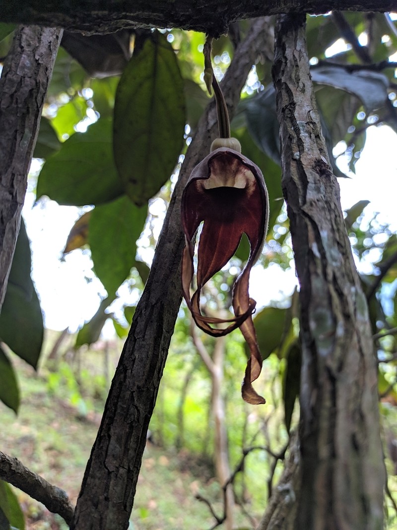 Aristolochia tricaudata photo 2
