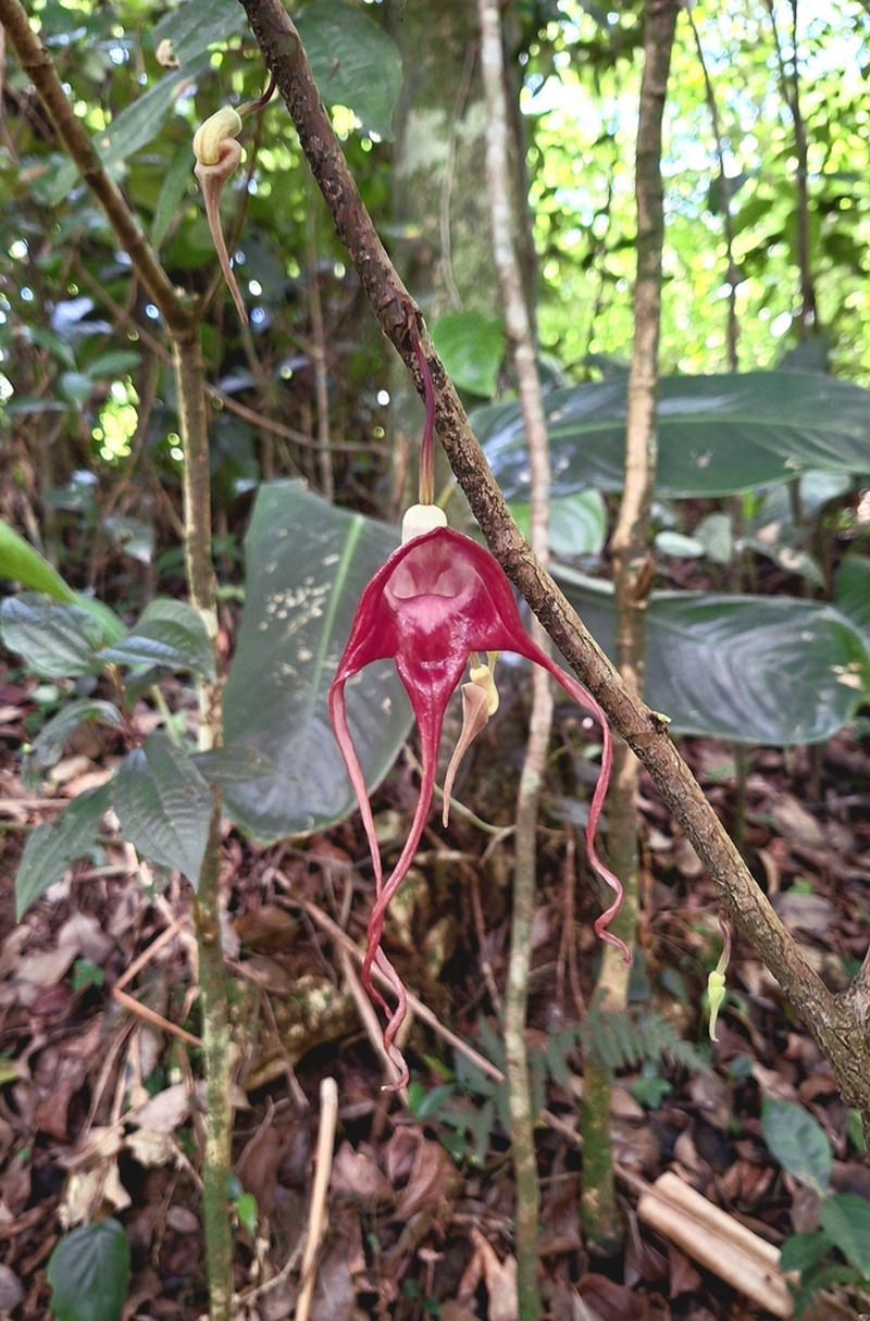Aristolochia tricaudata photo 3