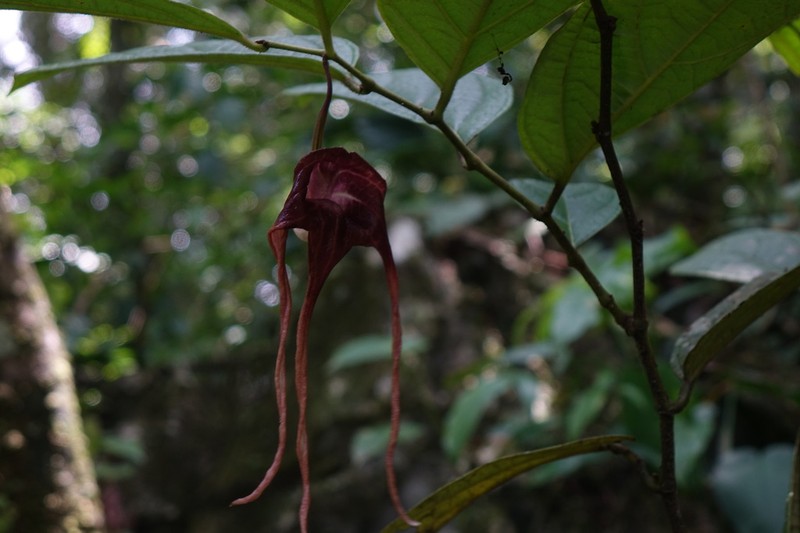 Aristolochia tricaudata photo 4