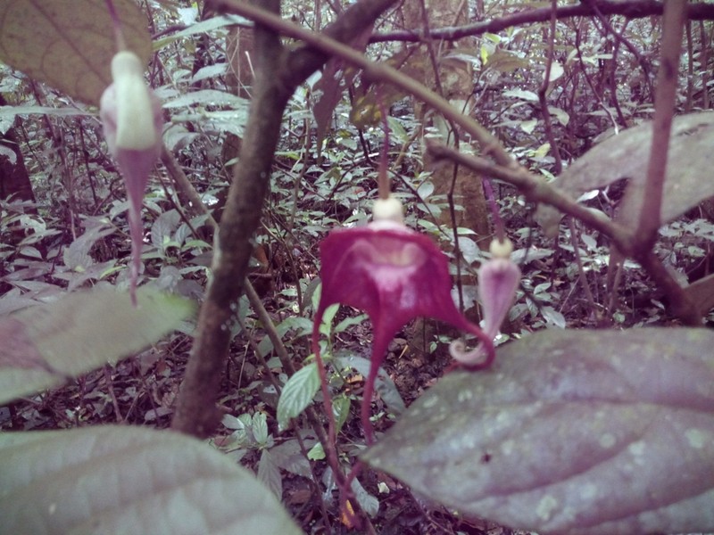 Aristolochia tricaudata photo 5
