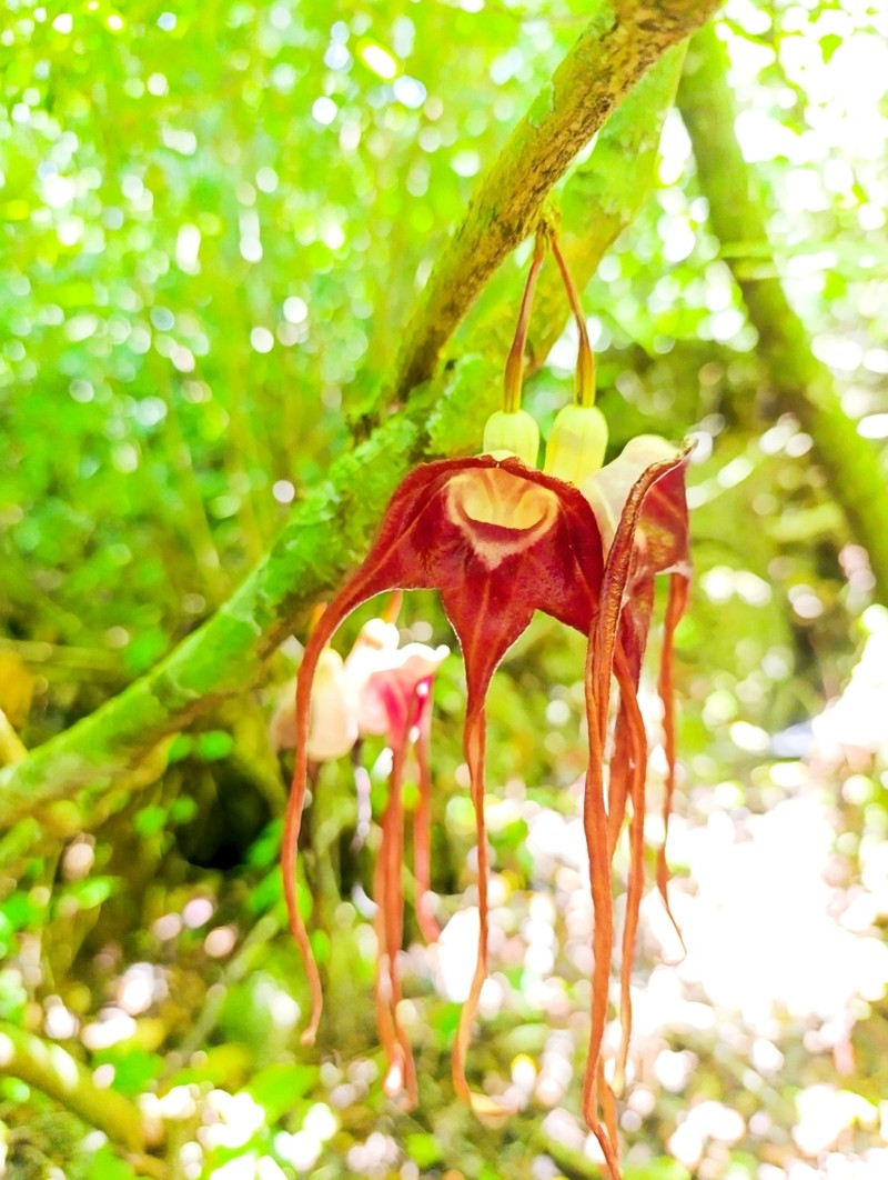 Aristolochia tricaudata photo 6