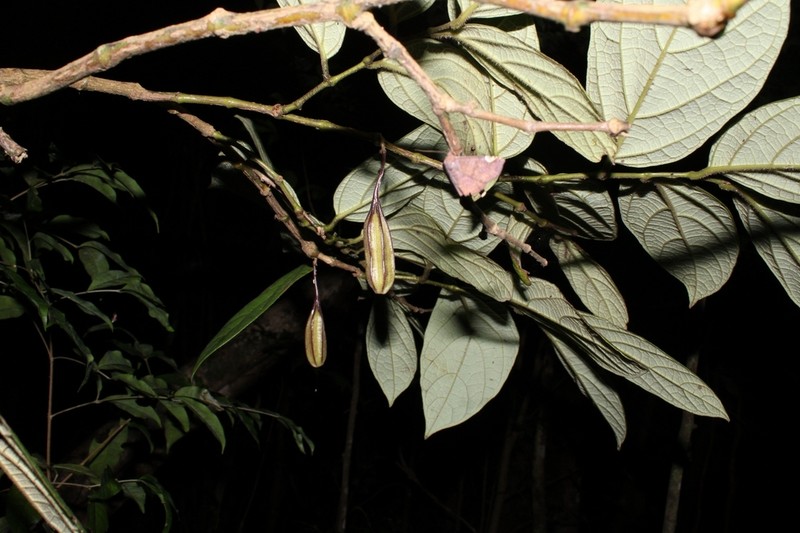 Aristolochia tricaudata photo 7