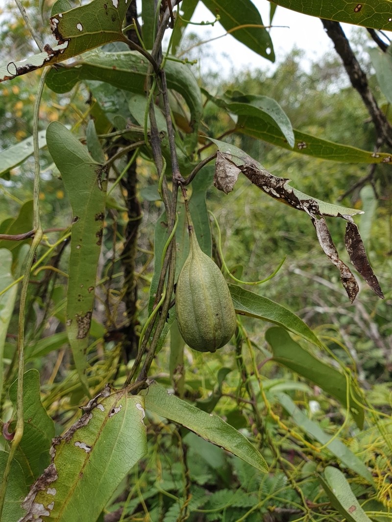 Aristolochia truncata
