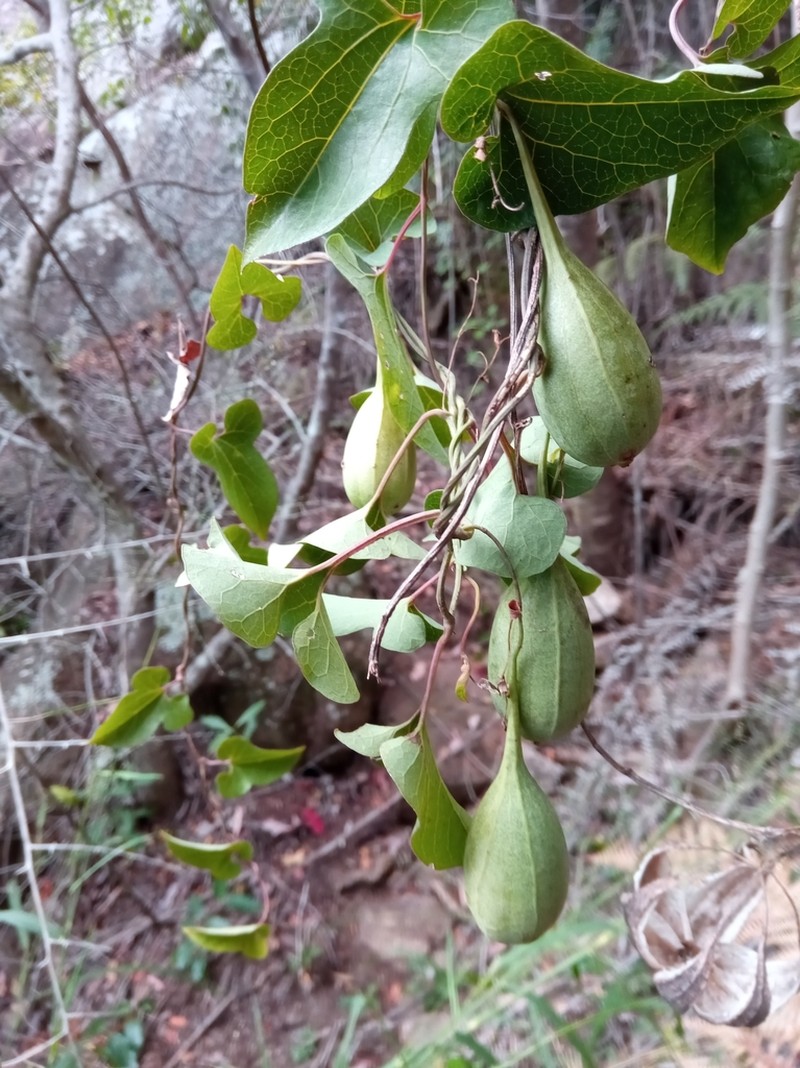 Aristolochia truncata photo 3