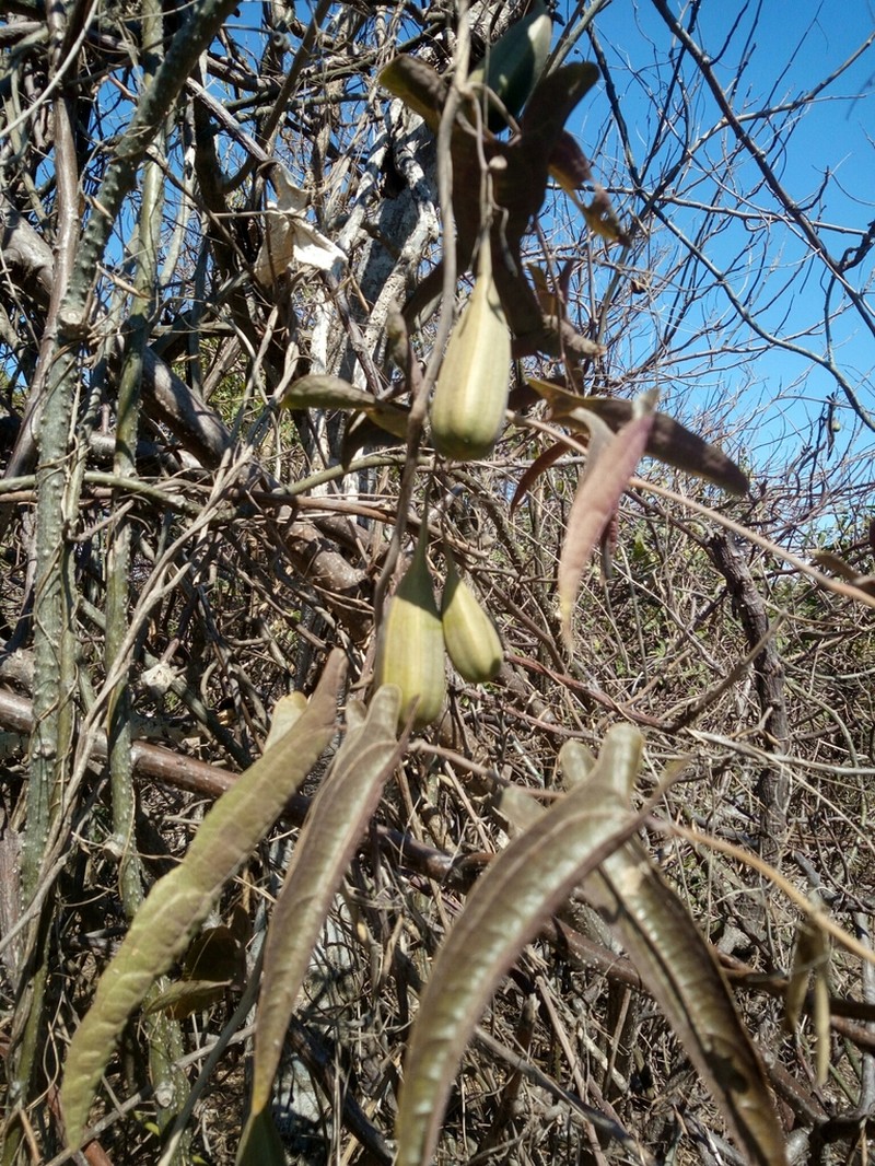 Aristolochia truncata photo 4