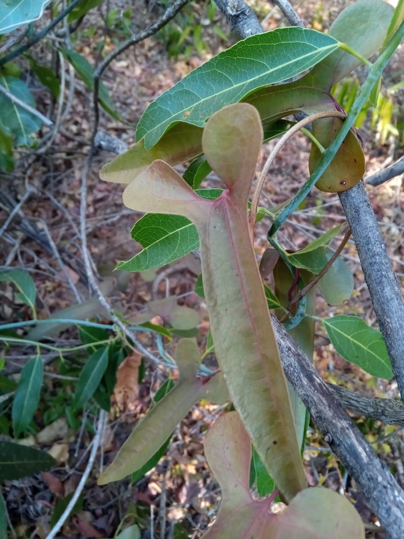 Aristolochia truncata photo 6