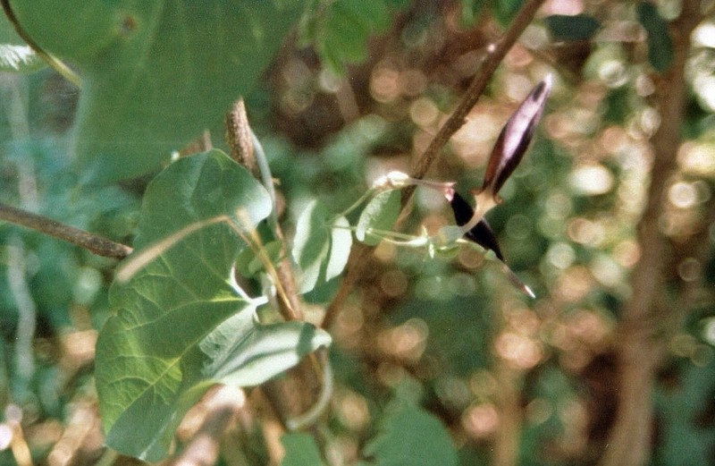Aristolochia truncata photo 8