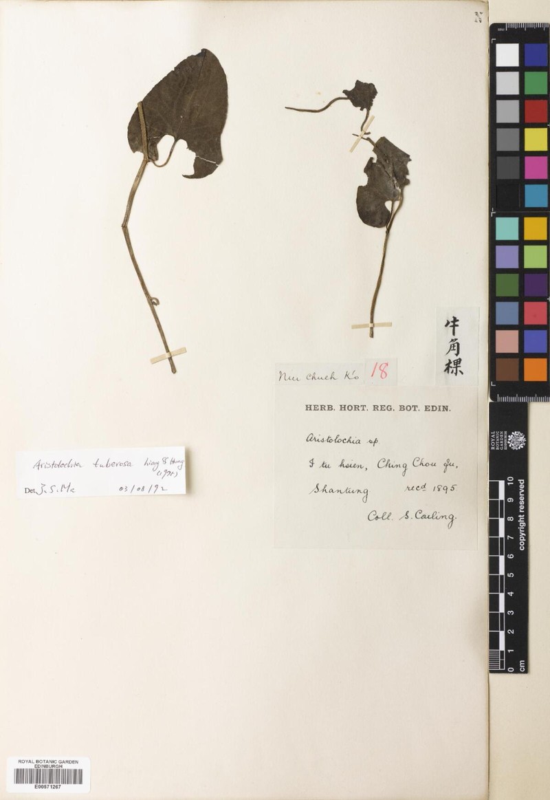 Aristolochia tuberosa