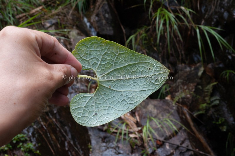 Aristolochia tubiflora