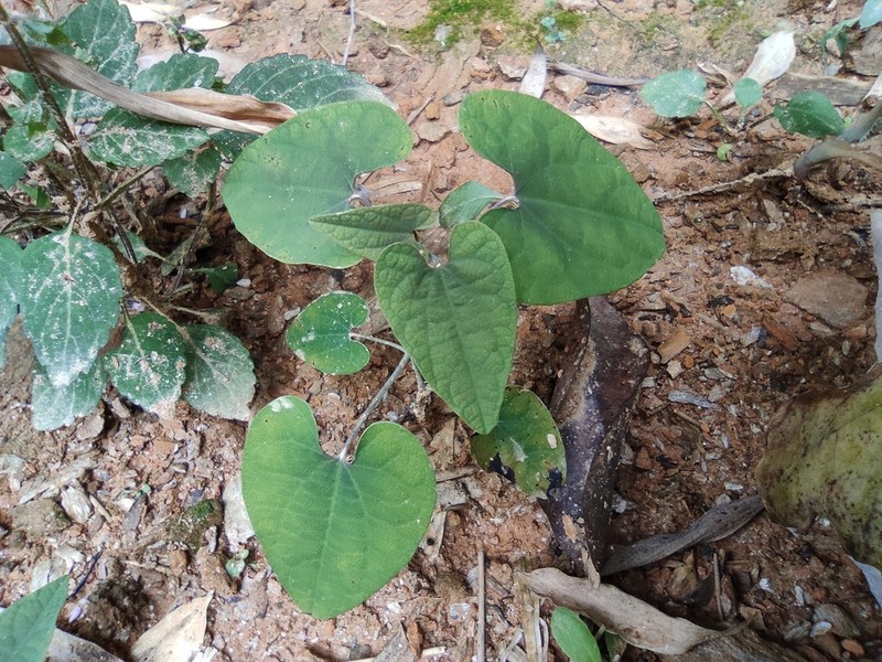 Aristolochia tubiflora photo 3