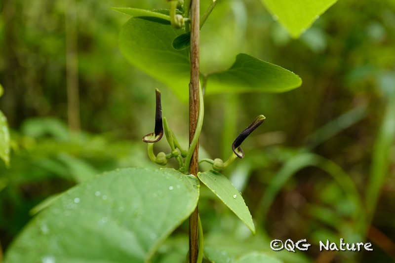 Aristolochia tubiflora photo 5