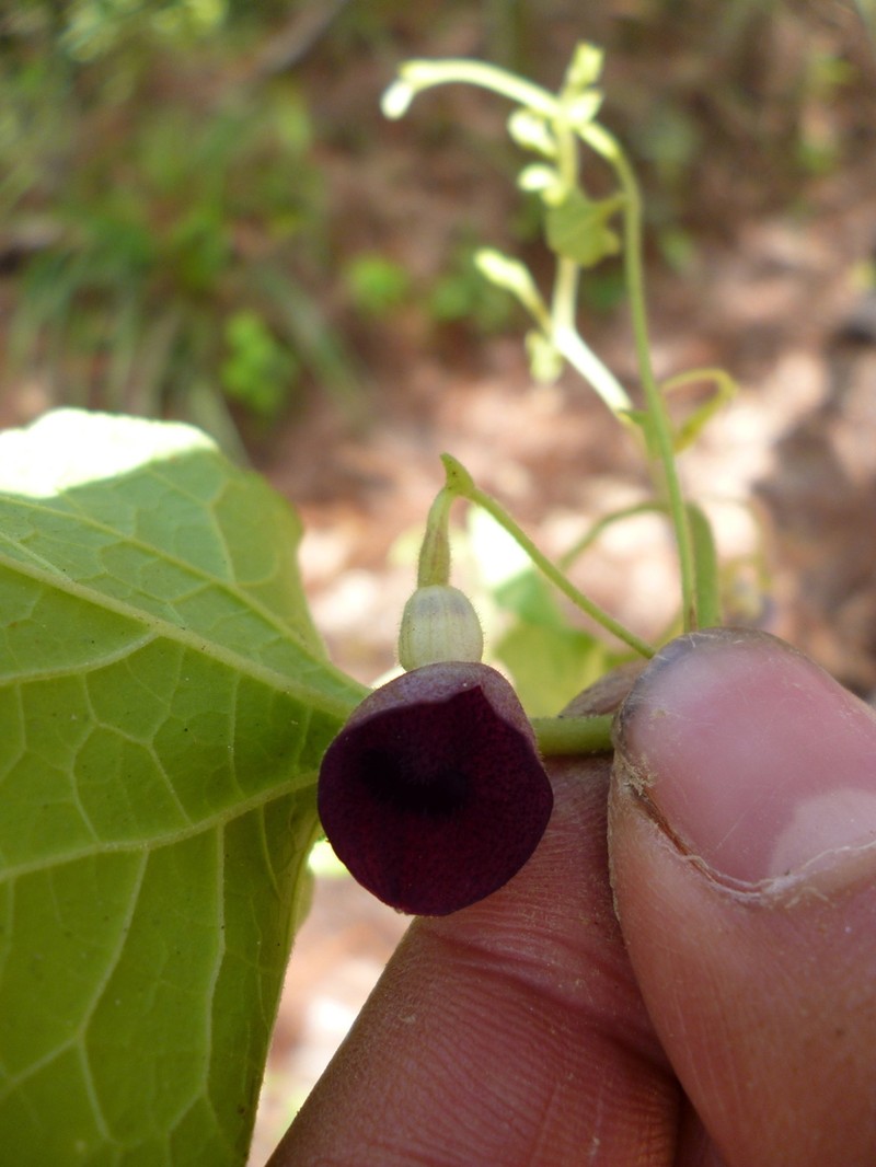 Aristolochia tuitensis photo 2
