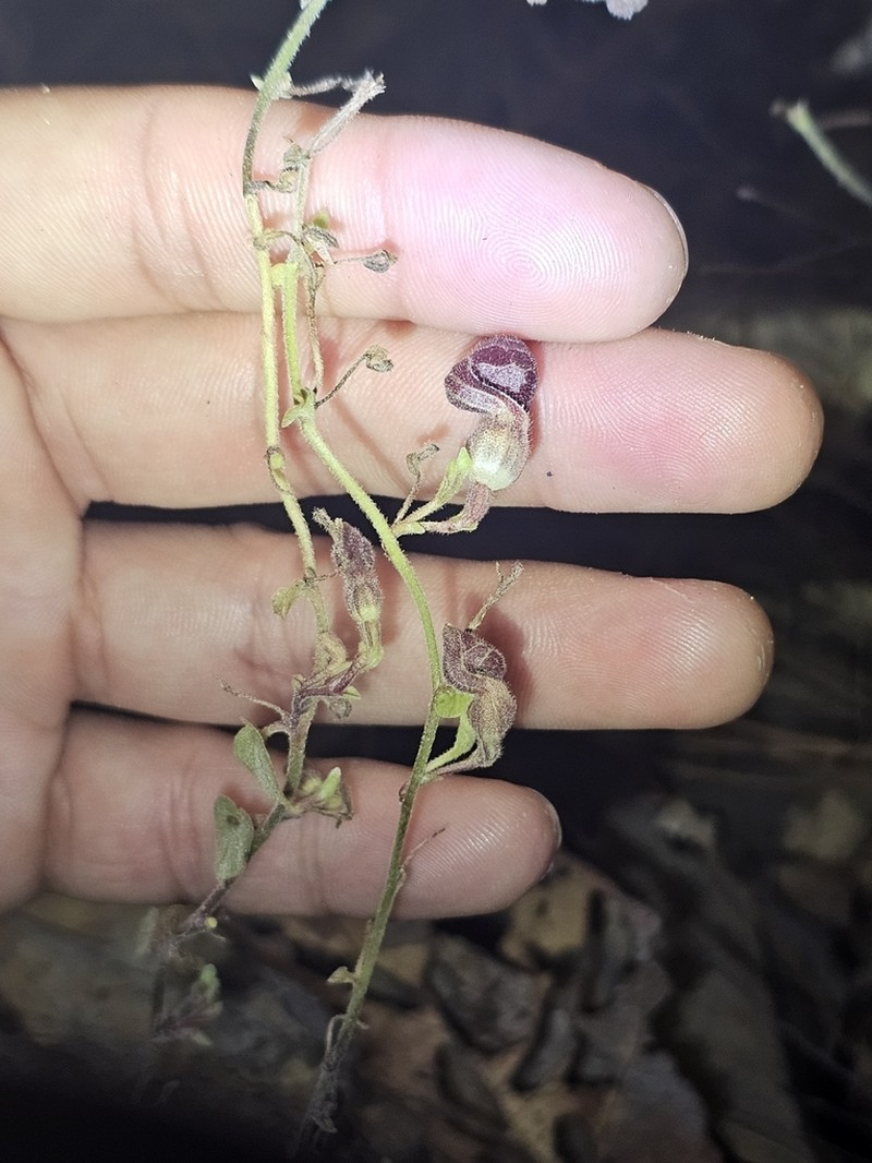 Aristolochia tuitensis photo 3