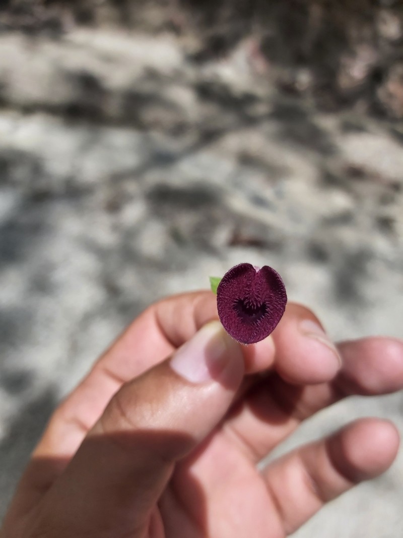 Aristolochia tuitensis photo 6