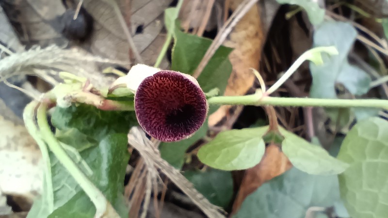 Aristolochia tuitensis photo 7