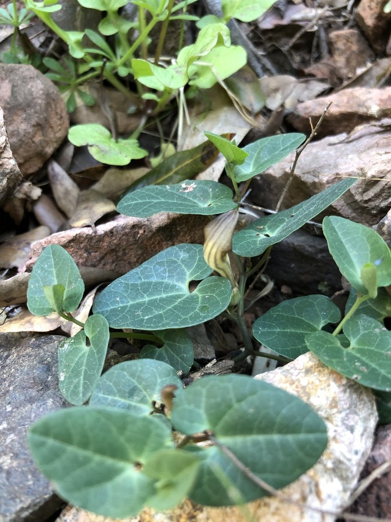 Aristolochia tyrrhena