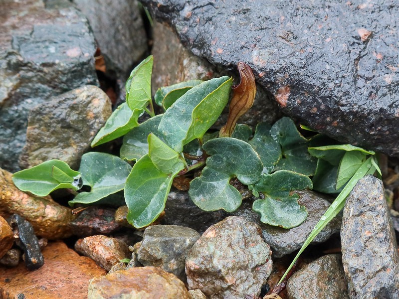 Aristolochia tyrrhena photo 3