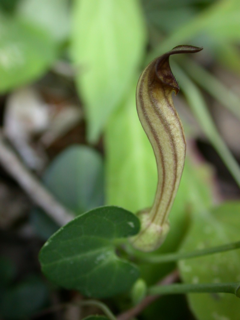 Aristolochia tyrrhena photo 4