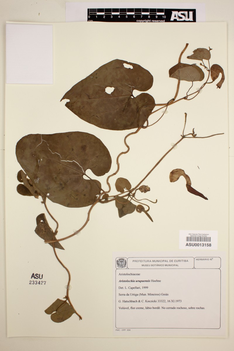 Aristolochia urupaensis