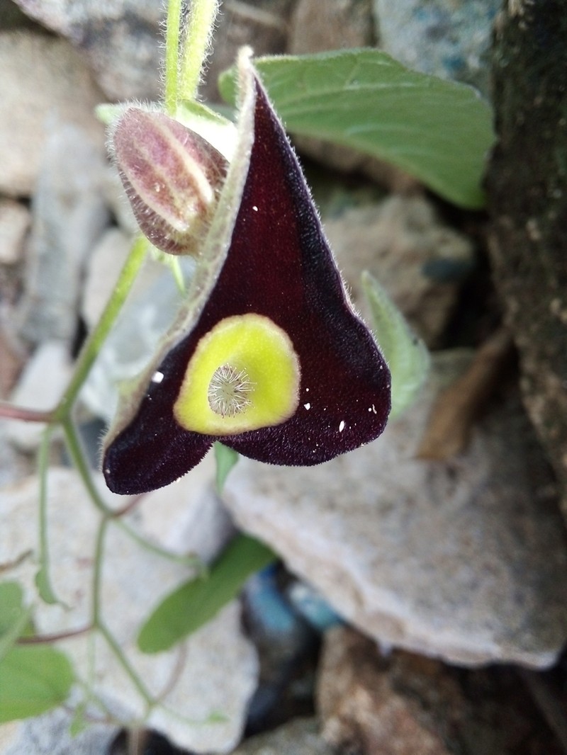 Aristolochia variifolia