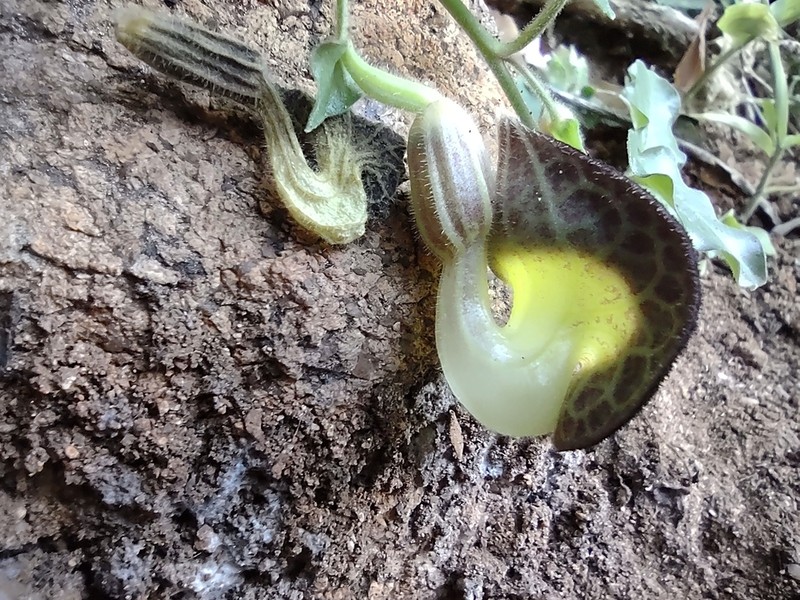 Aristolochia variifolia photo 2