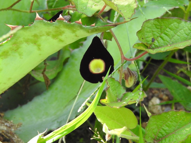 Aristolochia variifolia photo 3