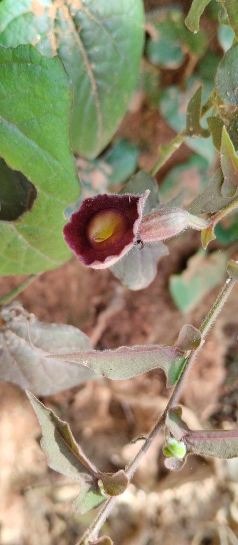 Aristolochia variifolia photo 4