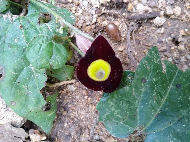 Aristolochia variifolia photo 5